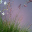 Ruby Grass