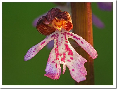 Mosolygó orchidea (bíboroskosbor) – Szamár-hegy, 2006 Mosolygó orchidea (bíboroskosbor) – Szamár-hegy, 2006