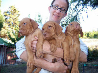 We bred and sold four generations of Vizsla bird hunting dogs while I was growing up (Cover, Cedar, Karta, and Bell) and the money from selling the puppies was our vacation fund. Between the first three mothers I think we had about twelve litters over the years. In this photograph my Mom is holding three pups from Karta's second litter, they are five weeks old.