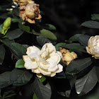 Gardenia 栀子花