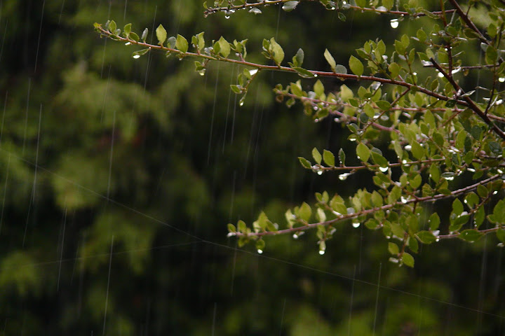 comment photographier la pluie P1090505