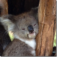 Australia Australia