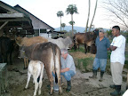 Pastor Doug milking the cows