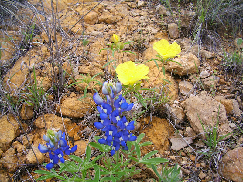 Wild Flowers along Highways