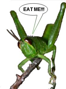 [grasshopper_big_green[3].jpg]