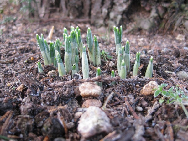 2009-01-25 Hagen (16)