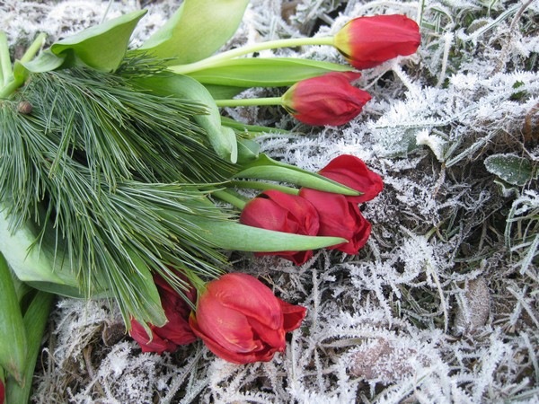2008-12-26 Tulipaner på komposthaugen (3)