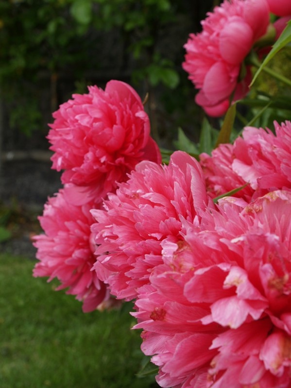 P6182419 Paeonia officinalis