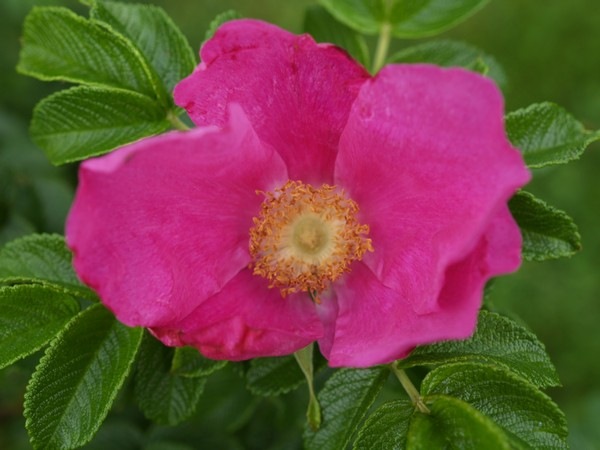P7303855 Rosa rugosa