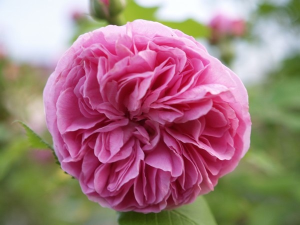 [P7042844 Rosa 'Louise Odier'[2].jpg]