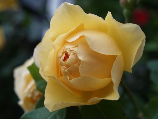 P7042855 Rosa 'Graham Thomas'