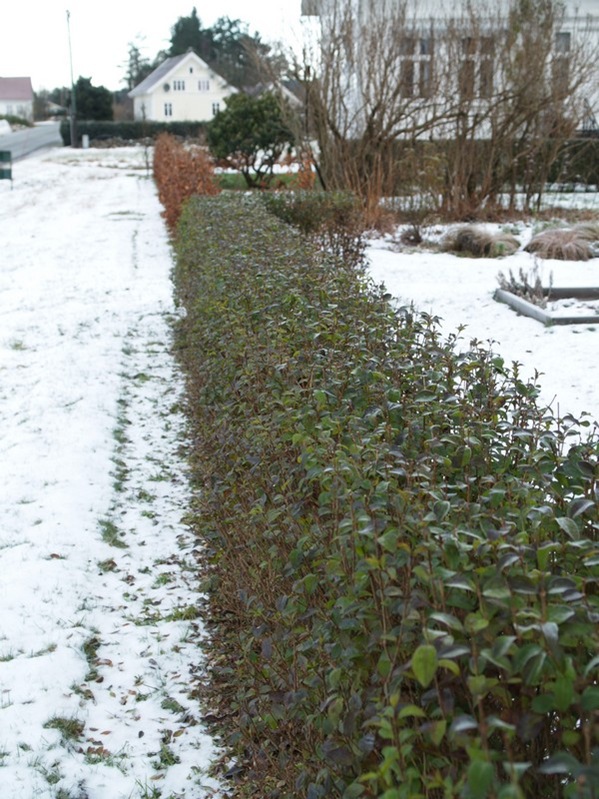 2008-12-07 Desember (15)