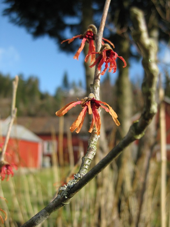 2009-03-08 Hagen i mars (10)