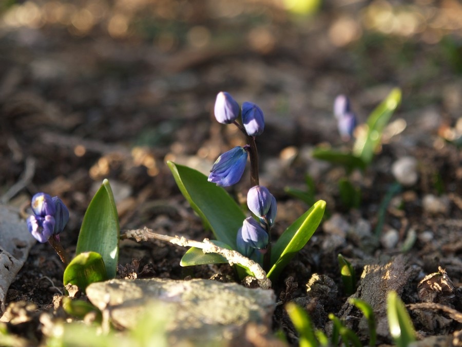 [2009-03-21 Mars (160)[2].jpg]