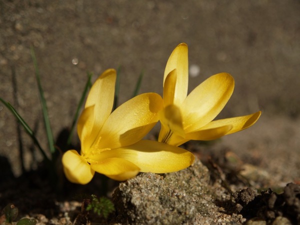 2009-03-21 Mars (124)
