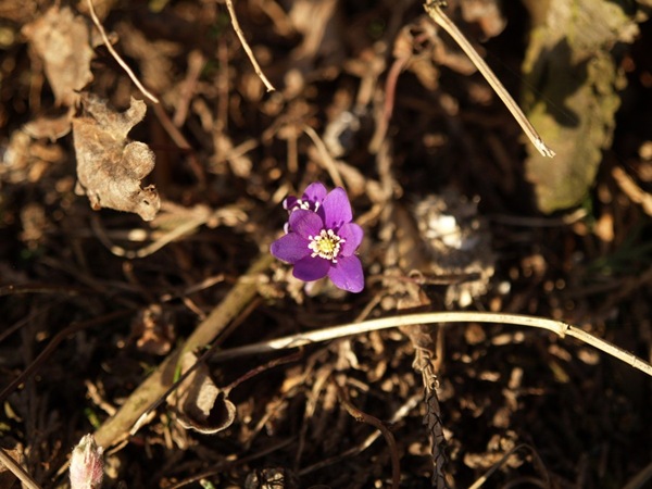 2009-03-21 Mars (152)