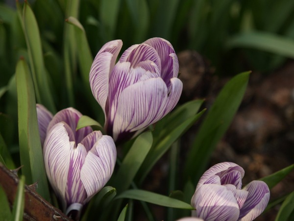 2009-03-21 Mars (217)