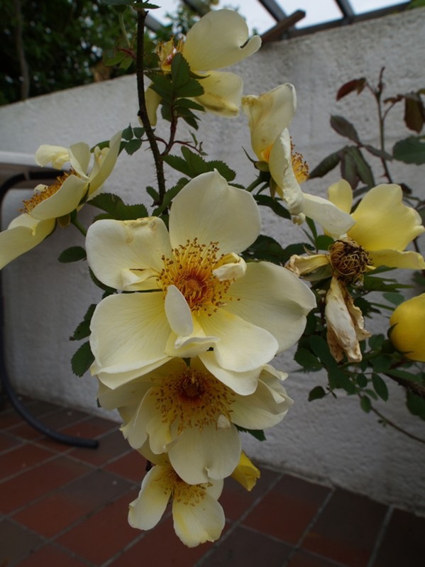 P6182423 Rosa 'Aïcha'