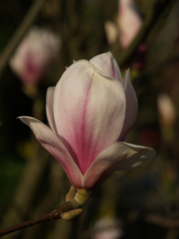 2009-04-30 April (3)