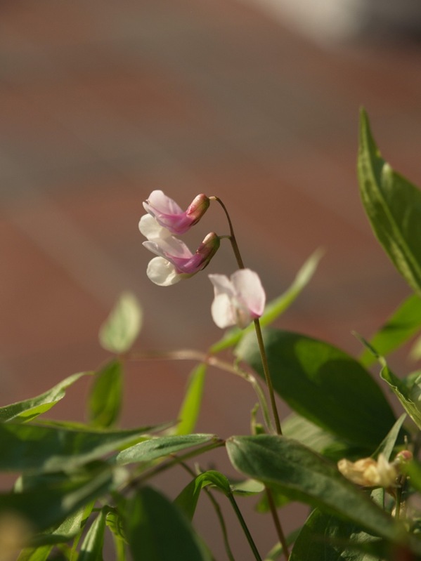 2009-04-30 April (70)