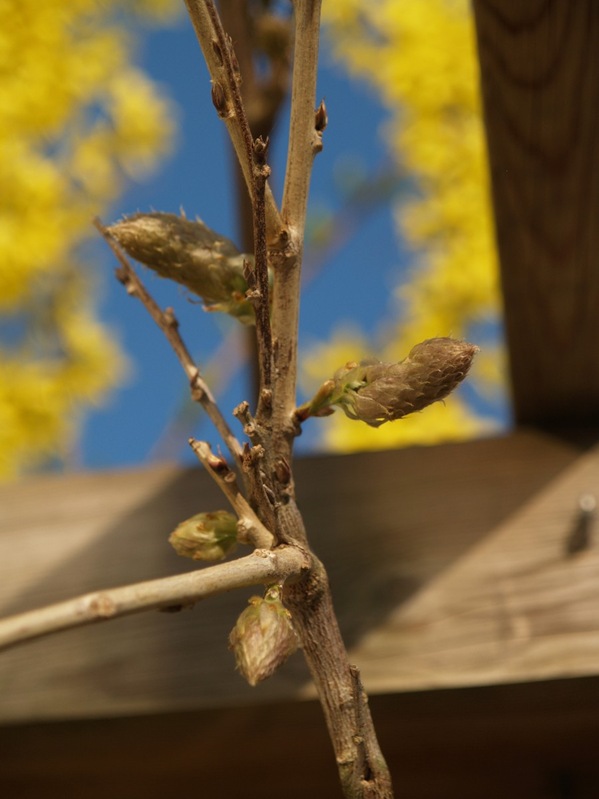 2009-04-30 April (84)