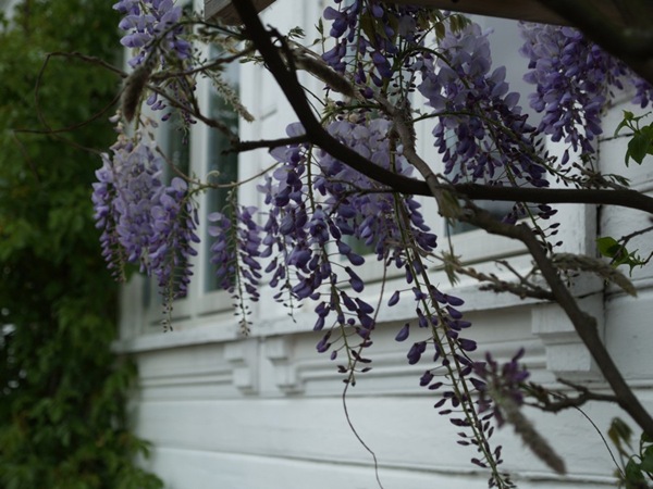 2009-05-27 Hagen (43)