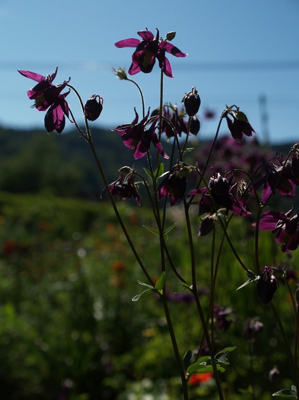 2009-06-01 (10)