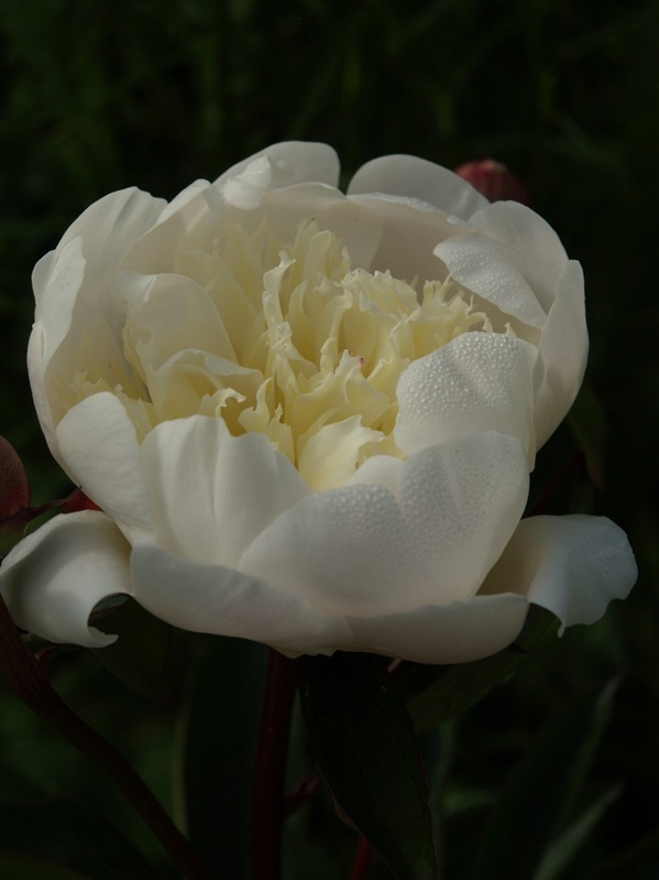 2009-06-07 (50)