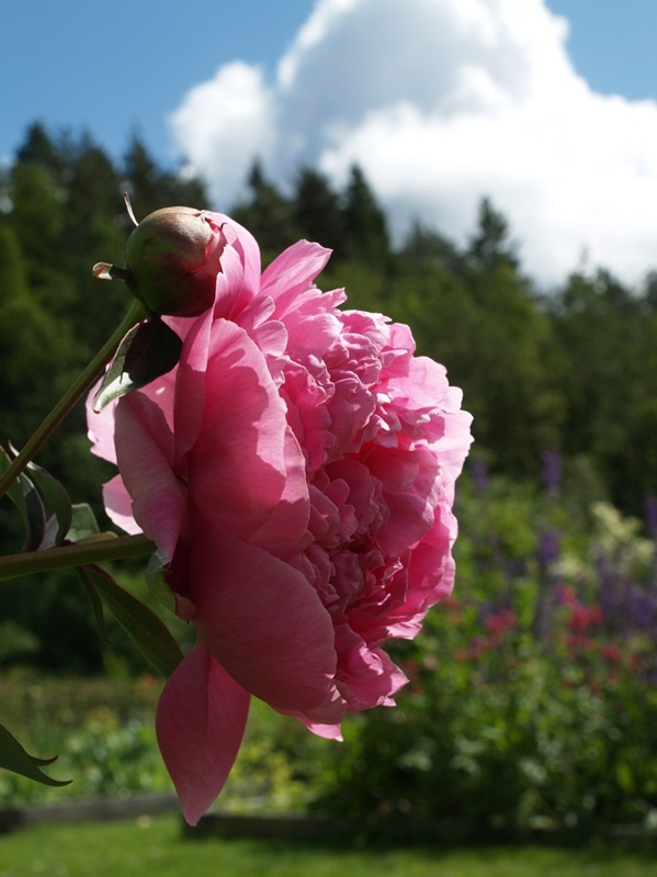 2009-06-18 Hagen (13)