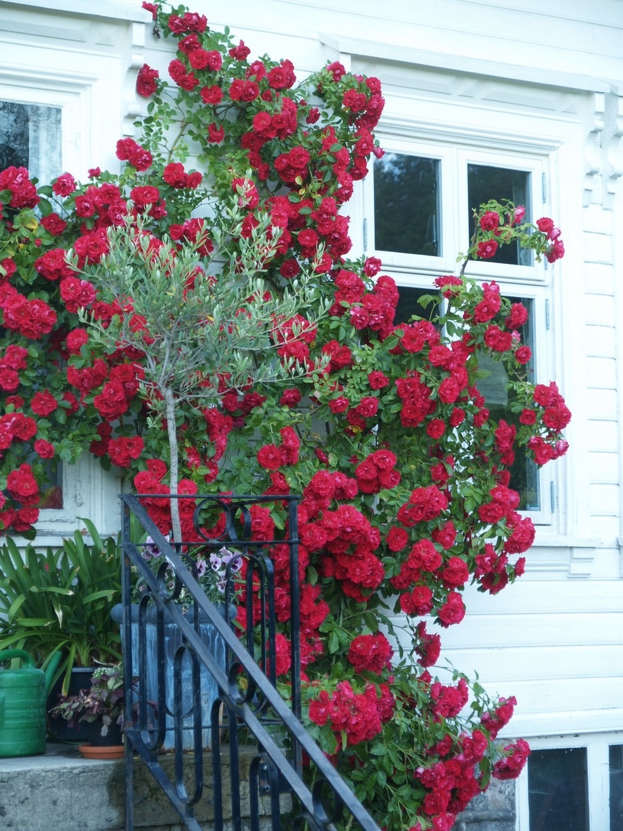 [2009-07-04 Resized (7)[2].jpg]