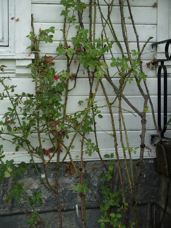 2009-07-19 (2)