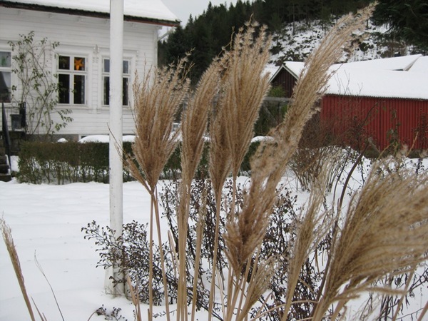2009-12-25 Hagen (14)