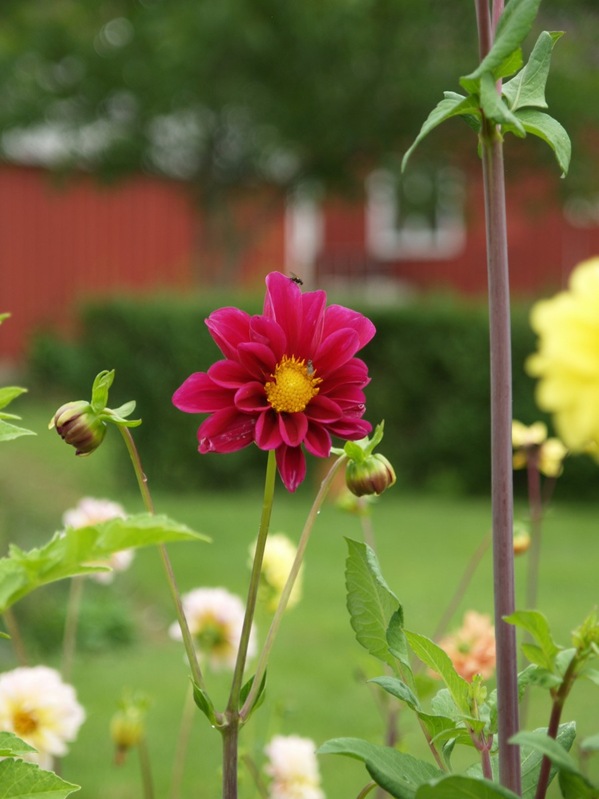 2010-07-30 Hagen (5)