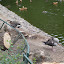 En el zoo