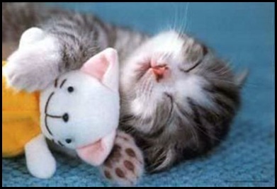 cute-cat-sleeping