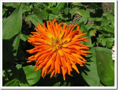 Orange_flower
