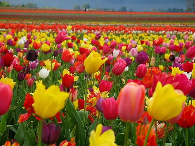 [tulips[7].jpg]