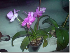 DSC00048 DSC00048