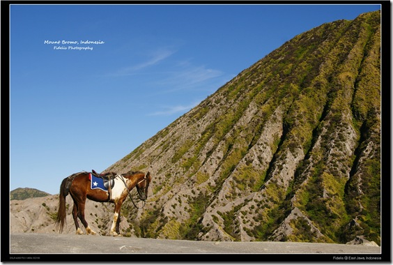 bromo50 bromo50