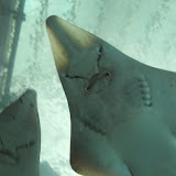 IMG_4426.JPG