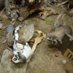 DSC01509.JPG