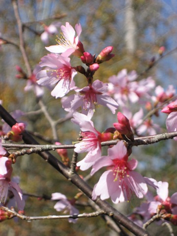 [Cherry Blossom[5].jpg]