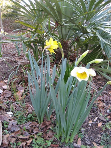 [Daffodils[5].jpg]