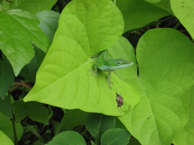 [Anole8.jpg]
