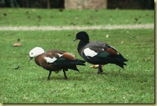 duck1-223