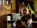 2006-01-29_NOVINY_12_Macka%5B1%5D.wmv.jpg