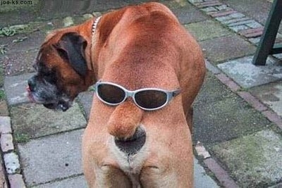 Un cane molto curioso