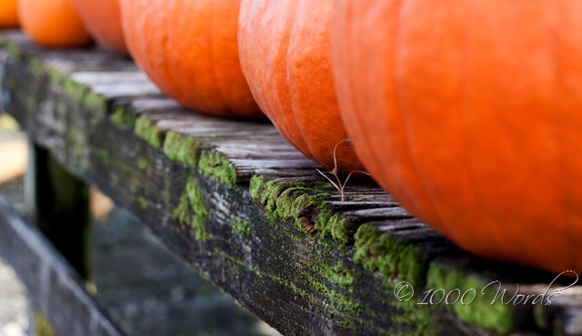 [IMG_3774_edited-1[17].jpg]