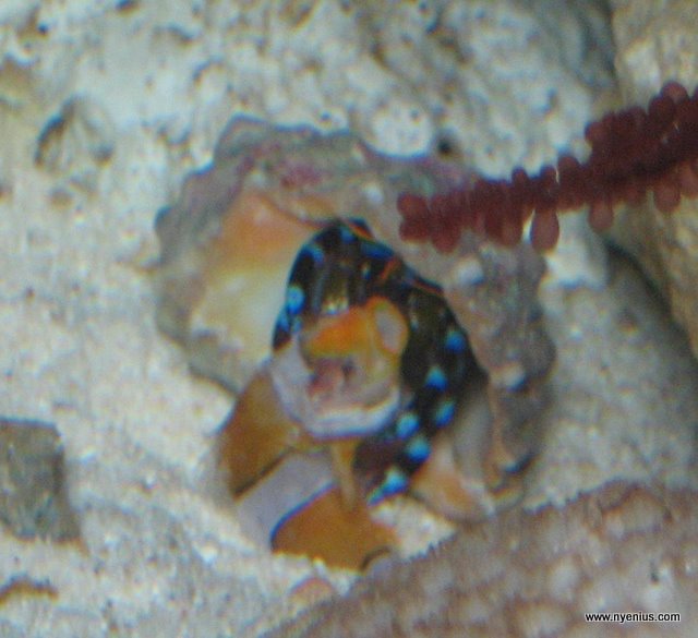 crab_makan_nemo.jpg