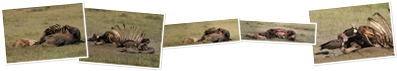 View Lion vs Hippo